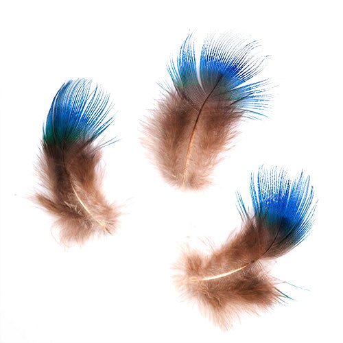 孔雀ブルー 10本【装飾用】【羽根 フェザー】羽根素材 羽根マテリアルアクセサリー パーツ 羽 手芸 アクセサリ しゅげい 疑似餌 フライフィッシング 羽 ディスプレイ 羽 アクセサリー 羽 イヤリング 羽 ブローチ 羽 帽子飾り