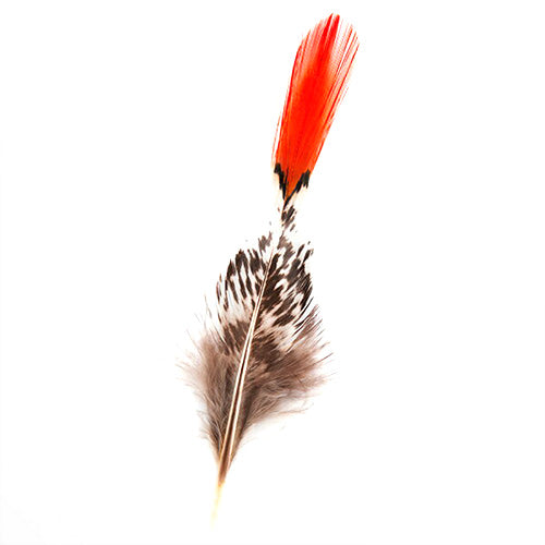 ギンケイ尾オレンジ 大 19-25cm【装飾用の羽根】2本set 【アクセサリー パーツ 羽 手芸 アクセサリ しゅげい】舞台衣装 ダンス衣装 ドレス衣装