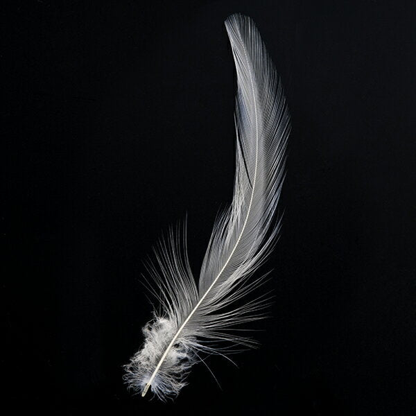 羽 首毛 オフホワイト 20本 5-12cm 装飾用の羽根 【フェザー Feather アクセサリー パーツ 羽 手芸 アクセサリ しゅげい】羽 髪飾り 羽 手芸 羽 ビーズ 羽 帽子飾り ドリームキャッチャー
