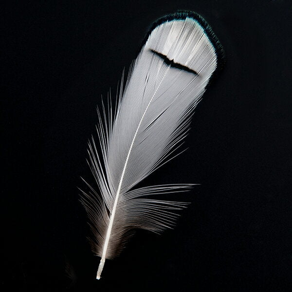 羽 ギンケイ首毛 白 5本 3-6cm 装飾用羽根 アクセサリー パーツ 手芸 アクセサリ しゅげい フェザー羽 イヤリング 羽 ブローチ 羽 ビーズ