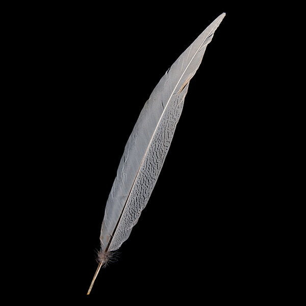 ハッカン尾 30-50cm 装飾用羽根【フェザー 羽 手芸 アクセサリー パーツ 羽根飾り アクセサリ しゅげい】羽 帽子