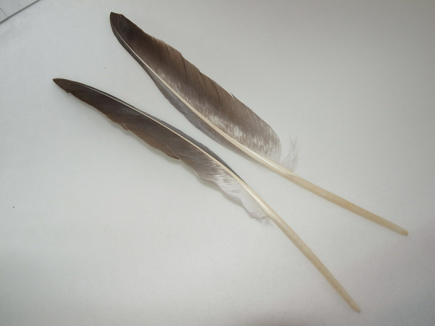 羽 グース 風切り グレイ 2枚 15-25cm【装飾用 羽根】【アクセサリー フェザー パーツ 羽 手芸 アクセサリしゅげい】羽 髪飾り 羽 手芸 羽 ビーズ 羽 帽子飾り 羽ペン