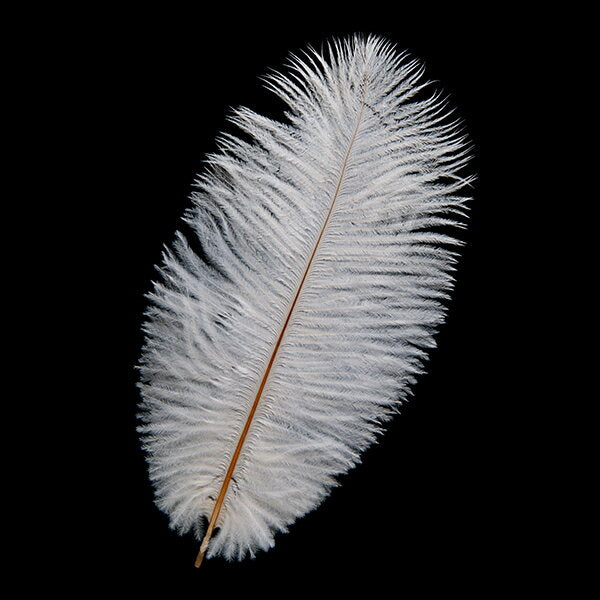 オーストリッチ小 15-25cm (2本set) この羽根はディスプレイ、アクセサリー、ヘットドレス等に使用されてます。