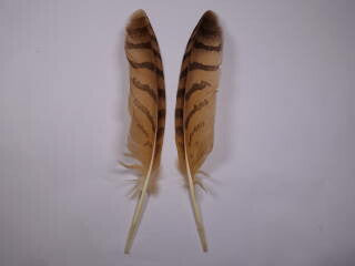 ワシミミズクホロ大 装飾用の羽根 2本set【アクセサリー パーツ 羽 手芸 アクセサリ フェザー Feather クラフト】