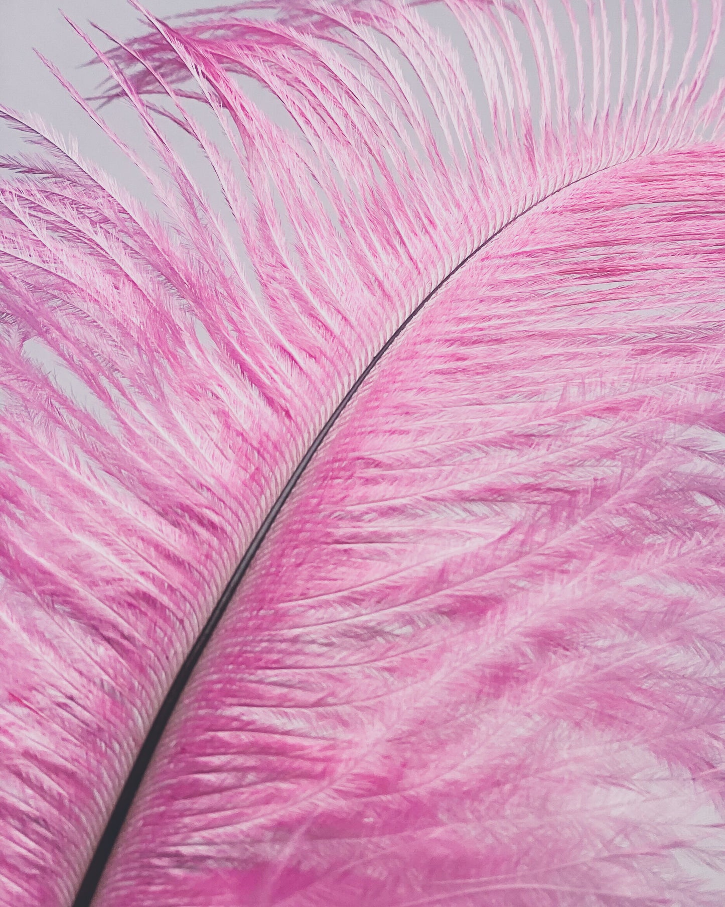 オーストリッチ小サーモンピンク 2本【羽 ラテンドレス ソシアルダンス ダンス衣装 インディアン風 ネイティブアメリカン ダンサー デコレーション】 羽ディスプレイ、アクセサリー、ヘットドレス