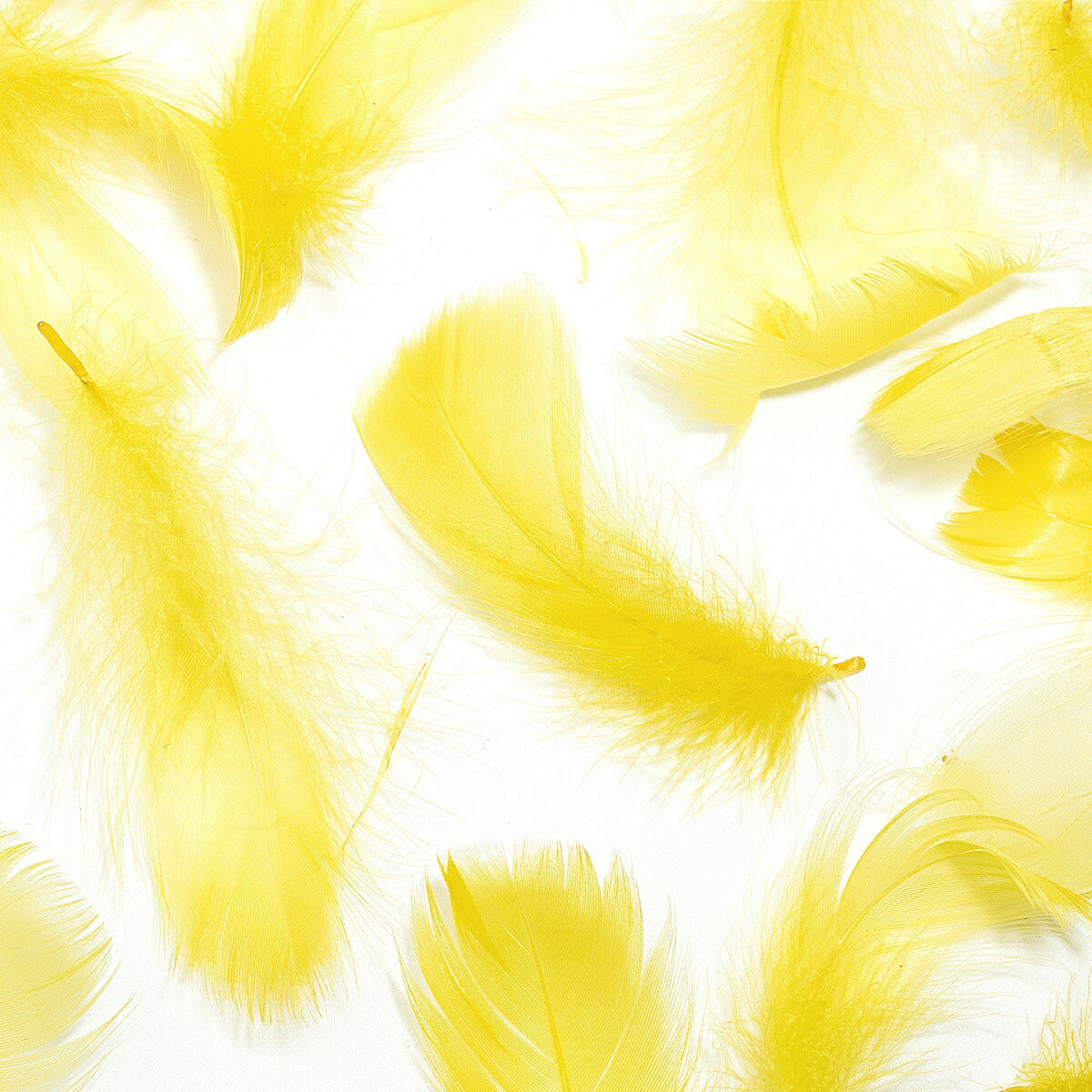 羽 コキール 黄色 イエロー 羽 飾り 羽根 髪飾り 羽 ビーズ 天使の羽根 羽 ディスプレイ 羽 エンジェルシャワー 羽根 アクセサリー 羽根 ヘットドレス 羽根 コサージュ