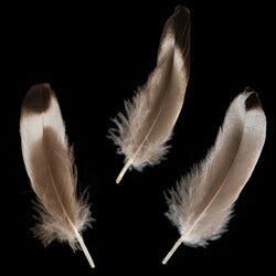 鴨目玉ナチュラル 15本 4-6cm 装飾用の羽根 【アクセサリー パーツ 羽 フェザー 手芸 アクセサリ しゅげい 】