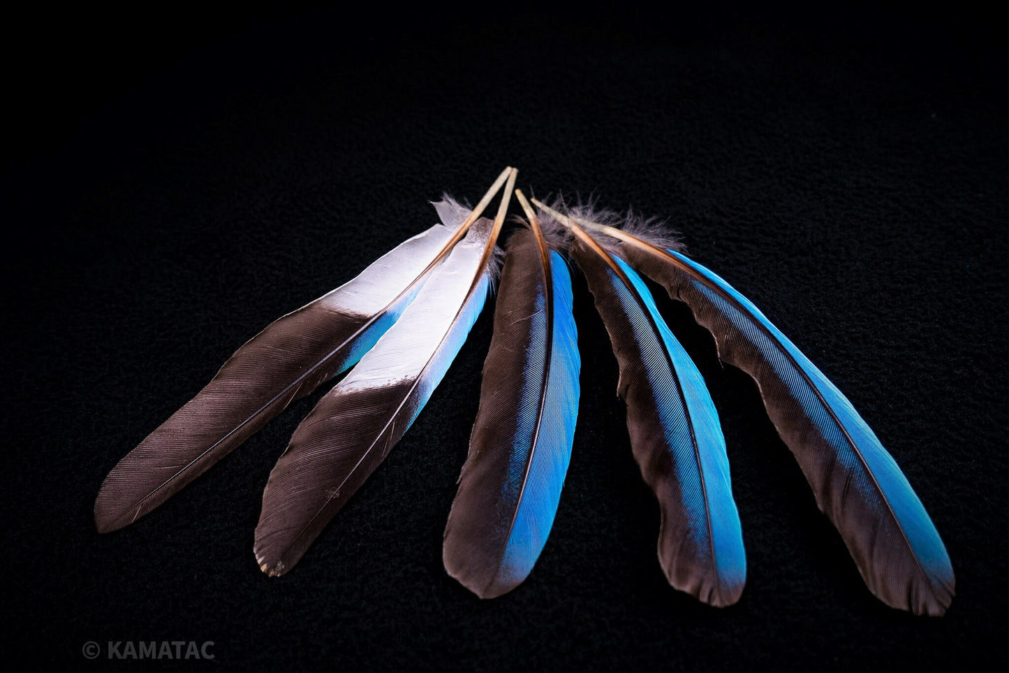 アオショウビン 5本入り 装飾用 羽根 【フェザー インディアン風 手芸 イヤリング アクセサリー カワセミ 天然羽根 パーツ ダンス衣装 ワンポイント 羽根飾り 青い羽根】