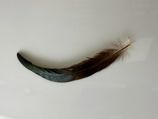 尾羽根 黒20-25cm【装飾用】【送料無料】【フェザー アクセサリー パーツ 羽 手芸 アクセサリ しゅげい 羽根飾り】舞台衣装 ダンス衣装 ドレス衣装