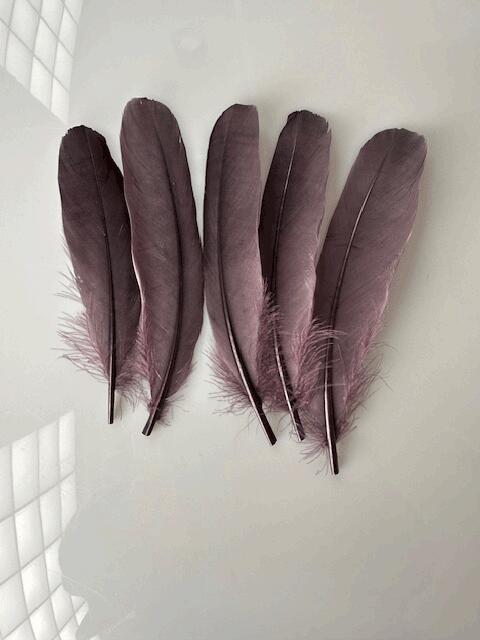 鵞鳥ホロ 5本 チャコールグレイ 装飾用の羽根 【アクセサリー パーツ 羽 手芸 アクセサリ フェザー Feather クラフト】