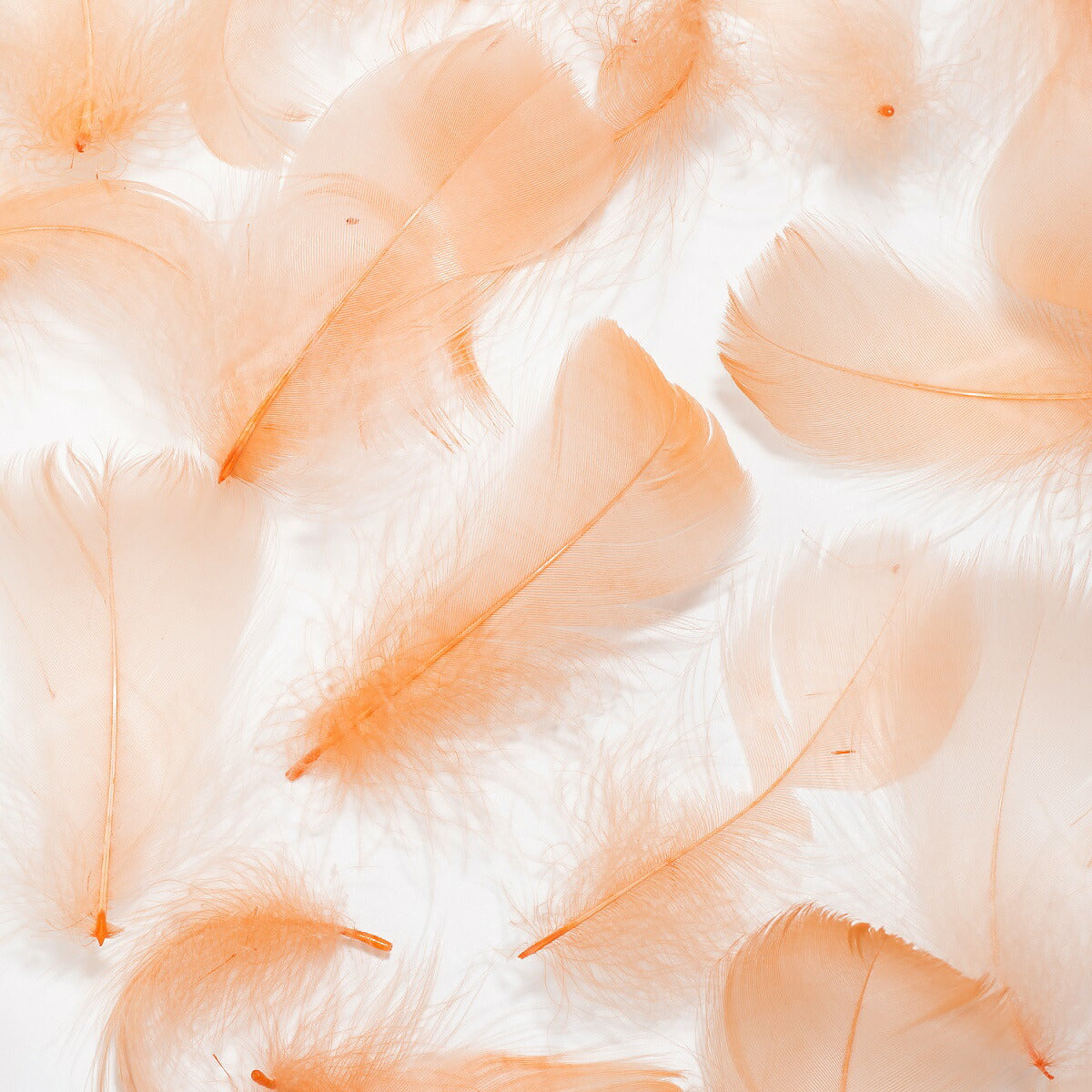 羽 コキール オレンジ 羽飾り 髪飾り ビーズ 天使の羽根 ディスプレイ エンジェルシャワー アクセサリー ヘッドドレス