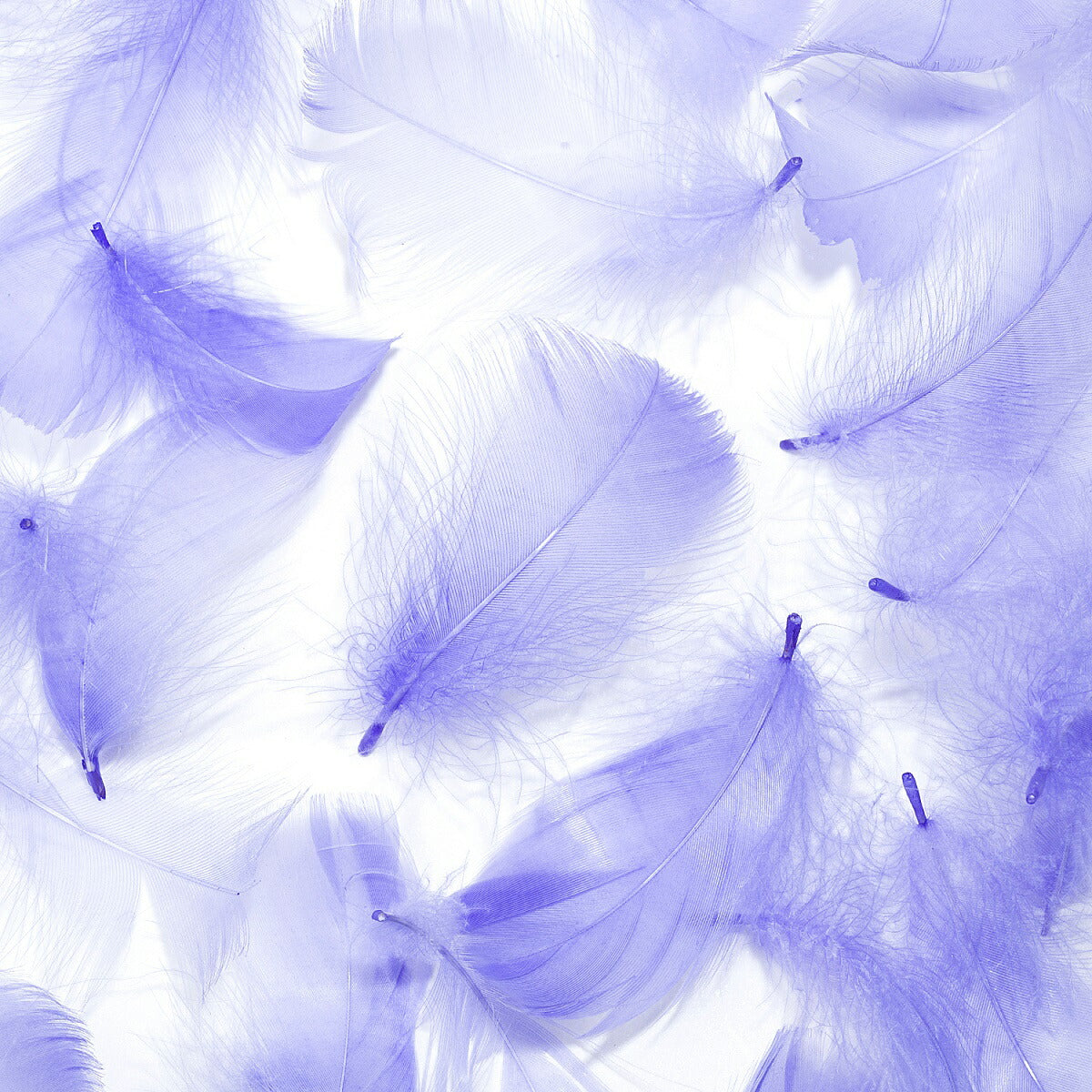 羽 コキール ムラサキ 羽 飾り 羽根 髪飾り 羽 ビーズ 天使の羽根 羽 ディスプレイ 羽 エンジェルシャワー 羽根 アクセサリー 羽根 ヘットドレス 羽根 コサージュ