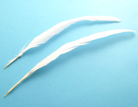 尾毛 白 (20-25cm) 1 本 羽根/フェザー【装飾用】【送料無料】【アクセサリー パーツ 羽 手芸 アクセサリ しゅげい 白い羽根 羽根飾り】