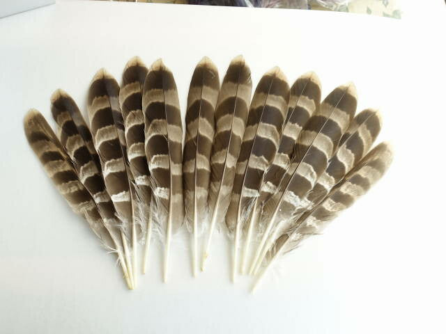 大鷹 尾羽根 装飾用の羽根 【アクセサリー パーツ 羽】【フェザー 手芸】【アクセサリ しゅげい】