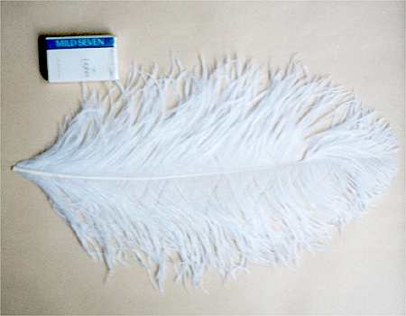 オーストリッチ 40cm (白) この羽根はディスプレイ、アクセサリー、ヘットドレス 羽 髪飾り 舞台衣装 ダンス衣装