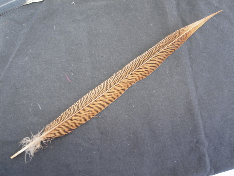 キンケイ尾　３０－４０ｃｍ【装飾用】【フェザー 羽根】【アクセサリー パーツ 羽 手芸 アクセサリ しゅげい】舞台衣装 ダンス衣装 ドレス衣装