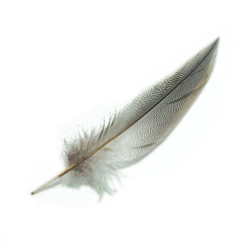 鴨シマ毛　大　5本 6-12cm【模様羽根 モノクロ 柄もの ネックレストップ アクセサリー パーツ  羽 手芸 フェザー アクセサリ しゅげい】【装飾用の羽根】