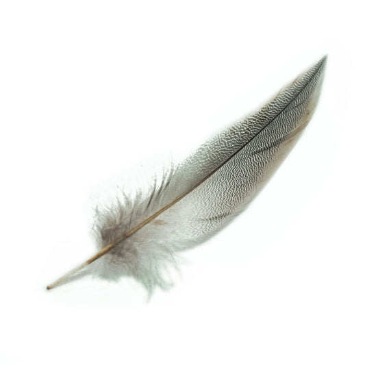 鴨シマ毛　大　5本 6-12cm【模様羽根 モノクロ 柄もの ネックレストップ アクセサリー パーツ  羽 手芸 フェザー アクセサリ しゅげい】【装飾用の羽根】