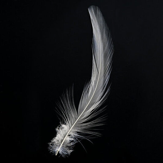 羽 首毛 オフホワイト 20本 5-12cm 装飾用の羽根 【フェザー Feather　アクセサリー パーツ 羽 手芸 アクセサリ しゅげい】羽 髪飾り 羽 手芸 羽 ビーズ 羽 帽子飾り　ドリームキャッチャー