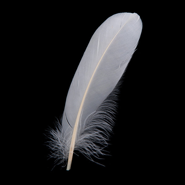 羽 グース ホロ<br>（12-16cm）20枚 【装飾用】 白い羽根 天然羽根 フェザー アクセサリー パーツ 羽 手芸 しゅげい アクセサリー】