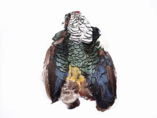 ギンケイ乾皮2【フェザー アクセサリー パーツ 羽 手芸 しゅげい アクセサリ 】