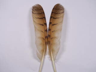 ワシミミズクホロ小 装飾用の羽根 2本set【アクセサリー パーツ 羽 手芸 アクセサリ フェザー Feather クラフト】