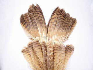 ワシミミズク１羽分 装飾用の羽根 【アクセサリー パーツ 羽 手芸 フェザー Feather クラフト】