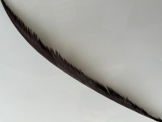 ギンケイ尾　黒染め　長さ約30-50cm【装飾用の羽根】舞台衣装 ダンス衣装 ドレス衣装