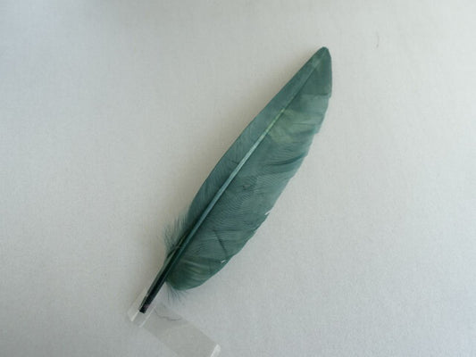 カットナタアッシュグリーン　装飾用の羽根 1本15-20cm【アクセサリー パーツ 羽】【フェザー 手芸】【アクセサリ しゅげい】