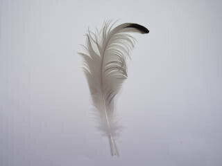 サギ腰毛【アクセサリー パーツ 羽】【フェザー 手芸】【アクセサリ しゅげい】
