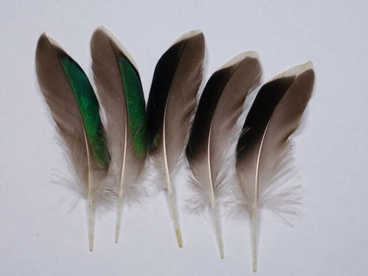 羽 鴨グリーン 4-6cm 5本　装飾用の羽根 アクセサリー パーツ 羽 手芸 アクセサリ しゅげい フェザー羽 髪飾り 羽 手芸 羽 ビーズ 羽 帽子飾り