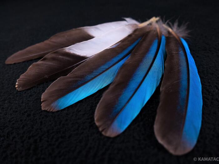 アオショウビン　5本入り　装飾用 羽根 【フェザー インディアン風 手芸 イヤリング アクセサリー カワセミ 天然羽根 パーツ ダンス衣装　ワンポイント 羽根飾り 青い羽根】