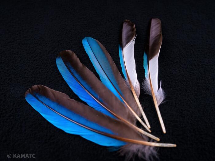 アオショウビン　5本入り　装飾用 羽根 【フェザー インディアン風 手芸 イヤリング アクセサリー カワセミ 天然羽根 パーツ ダンス衣装　ワンポイント 羽根飾り 青い羽根】