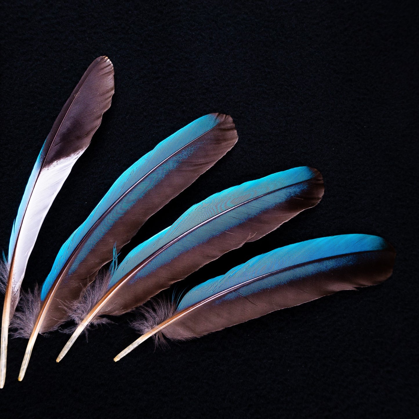 アオショウビン　5本入り　装飾用 羽根 【フェザー インディアン風 手芸 イヤリング アクセサリー カワセミ 天然羽根 パーツ ダンス衣装　ワンポイント 羽根飾り 青い羽根】
