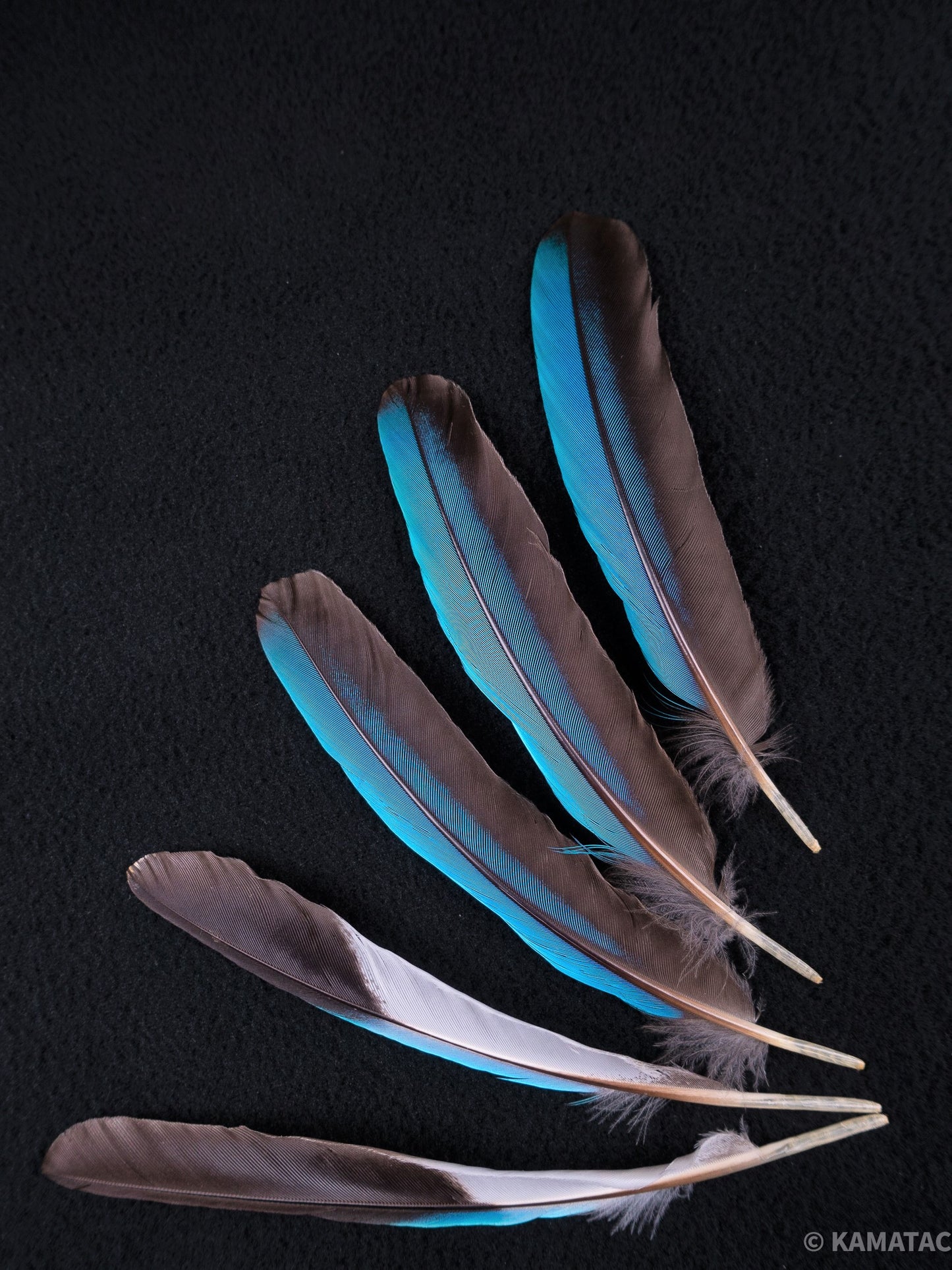 アオショウビン　5本入り　装飾用 羽根 【フェザー インディアン風 手芸 イヤリング アクセサリー カワセミ 天然羽根 パーツ ダンス衣装　ワンポイント 羽根飾り 青い羽根】