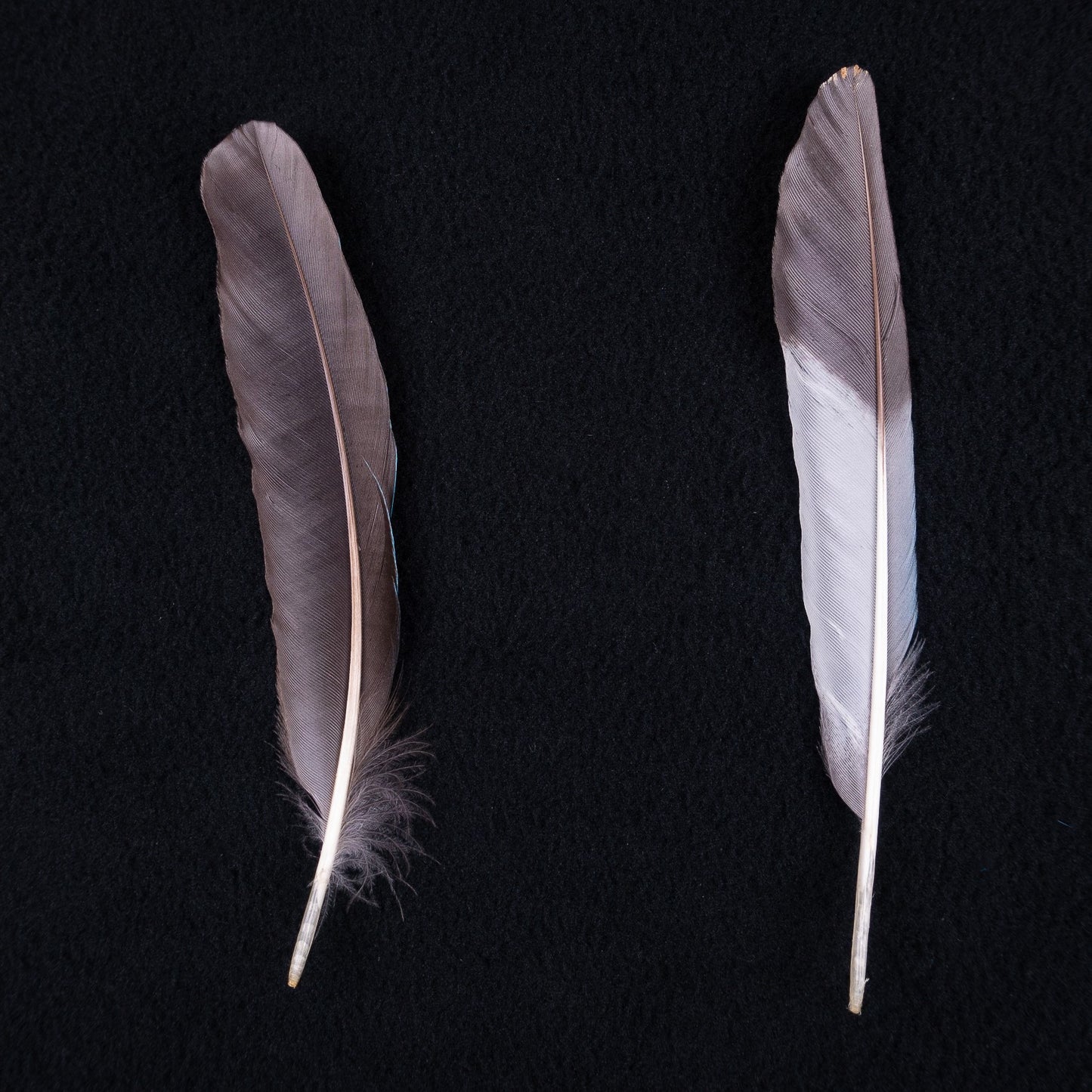 アオショウビン　5本入り　装飾用 羽根 【フェザー インディアン風 手芸 イヤリング アクセサリー カワセミ 天然羽根 パーツ ダンス衣装　ワンポイント 羽根飾り 青い羽根】