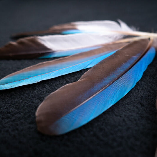 アオショウビン　5本入り　装飾用 羽根 【フェザー インディアン風 手芸 イヤリング アクセサリー カワセミ 天然羽根 パーツ ダンス衣装　ワンポイント 羽根飾り 青い羽根】