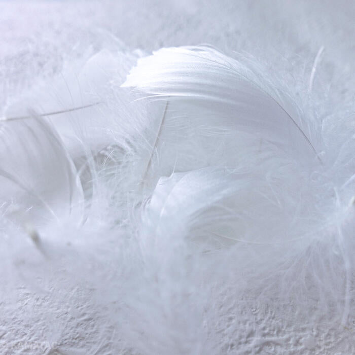 羽 コキール 白 羽 飾り 羽根 髪飾り 羽　ビーズ　 天使の羽根　羽　ディスプレイ 羽 エンジェルシャワー 羽根　アクセサリー　羽根 ヘットドレス　羽根　コサージュ