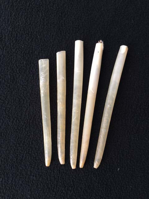 猛禽類の軸　太さ約8-10ｍｍ