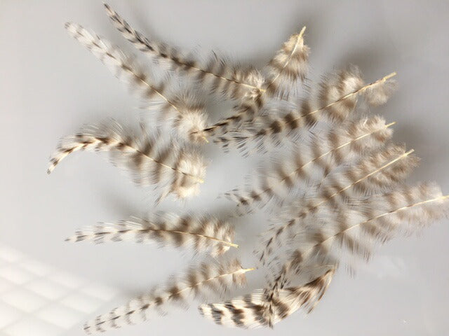 ブリモース首毛　小 10本【フェザー アクセサリー パーツ 羽 手芸 しゅげい アクセサリ 】