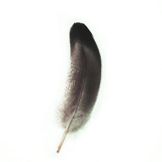 鴨目玉ナチュラル 15本　４－６ｃｍ　装飾用の羽根 【アクセサリー パーツ 羽 フェザー 手芸 アクセサリ しゅげい 】