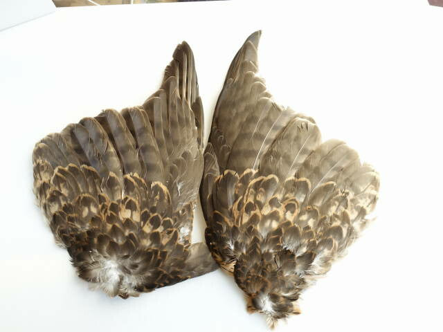 大鷹　両翼　装飾用の羽根 【アクセサリー パーツ 羽】【フェザー 手芸】【アクセサリ しゅげい】