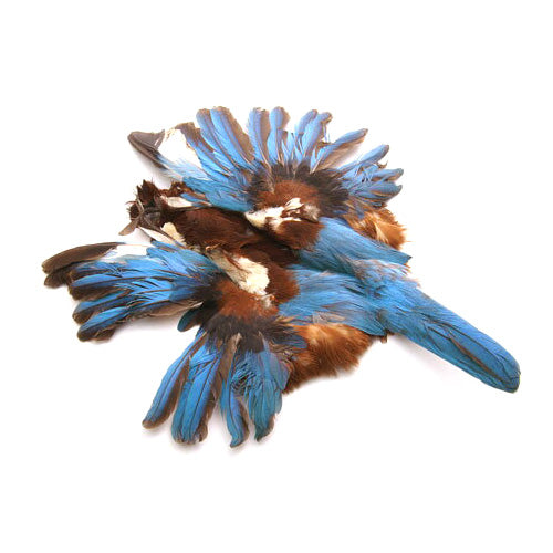 アオショウビン乾皮 （羽分） 装飾用の羽根 【アクセサリー パーツ 羽 フェザー 手芸 アクセサリ しゅげい】