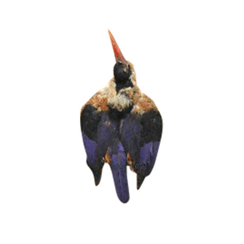 ヤマショウビン 装飾用の羽根