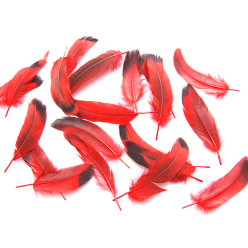 鴨目玉 （赤）15本　４－６ｃｍ　装飾用の羽根 【アクセサリー フェザー パーツ 羽 手芸 アクセサリ しゅげい 羽根飾り】送料無料