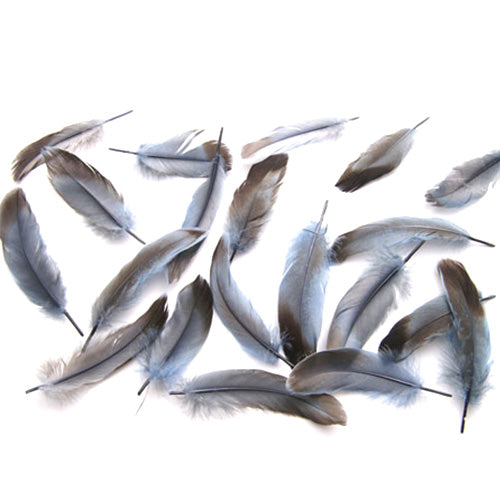 鴨目玉 （グレー）15本　４－６ｃｍ　装飾用の羽根 【フェザー アクセサリー パーツ 羽 手芸 アクセサリ しゅげい 羽根飾り】送料無料