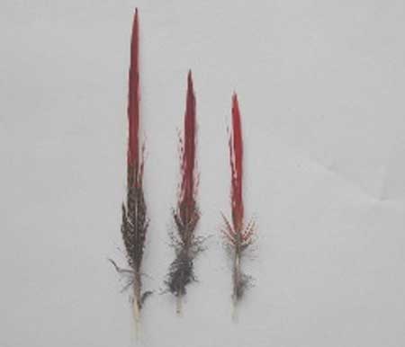 キンケイ 赤 10-20cm 羽根 【アクセサリー パーツ 羽 フェザー 手芸 アクセサリ しゅげい】