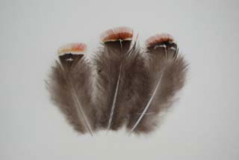 ギンケイ小羽根 赤 10枚 4-6cm　先端が赤い羽根です