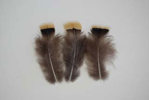 キンケイ小羽根 黄色 10枚 4-6cm 【アクセサリー パーツ 羽 手芸 羽根 フェザー アクセサリ しゅげい】