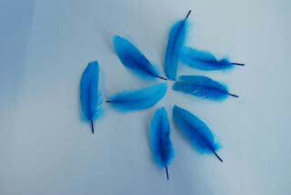 羽根　車 小羽根 （ブルー）10本　【装飾用】【羽根】羽 ブローチ 羽 飾り羽 コサージュ 羽 イヤリング